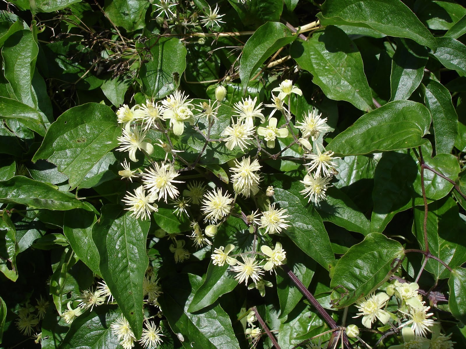Blühende Clematis mit weißen sternförmigen Blüten zwischen dunkelgrünem Laub